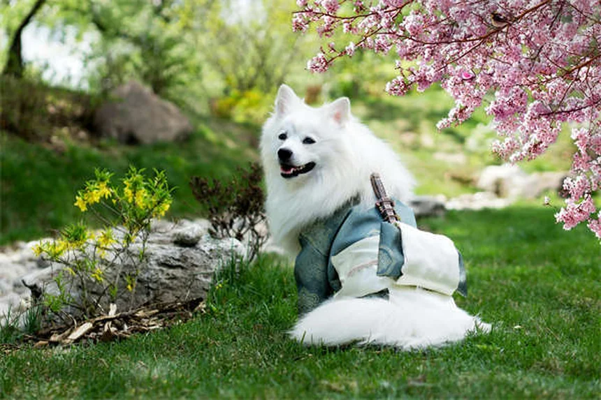 4 commandes essentielles pour éduquer son chien comme un pro