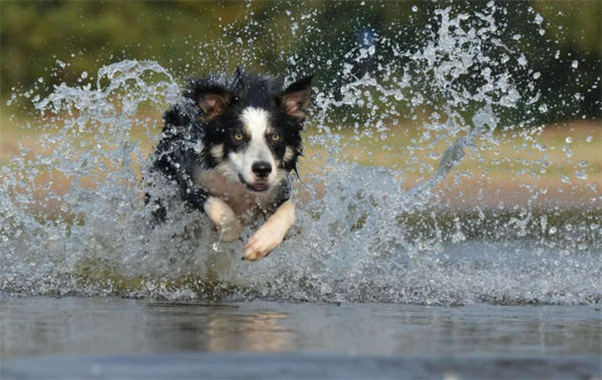 Essais cliniques vétérinaires : avantages et inconvénients pour votre animal