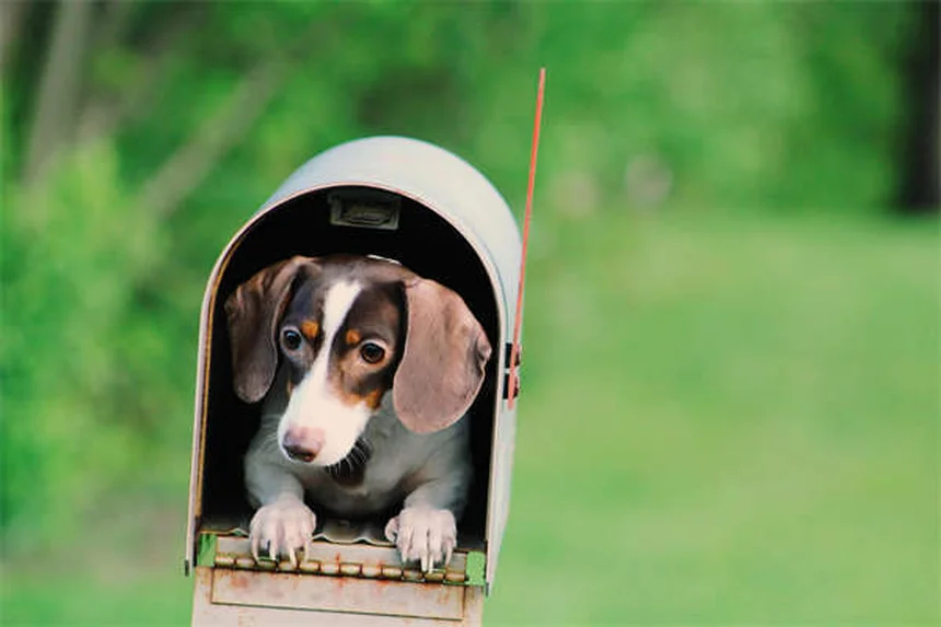 Produits écolos pour chien : le guide complet pour un toutou vert