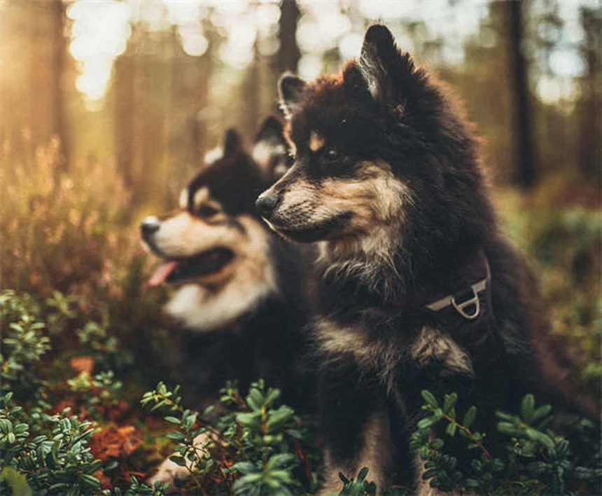 Chirurgie élective pour chien : quand faut-il vraiment opérer ?