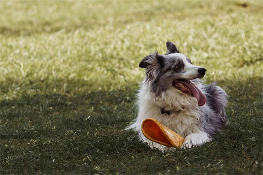 Chirurgie élective pour chien : quand faut-il vraiment opérer ?