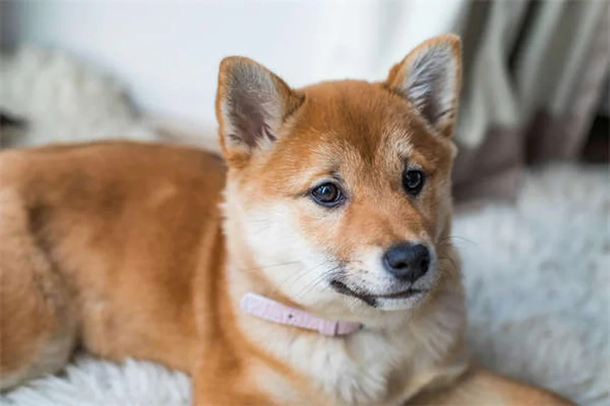 Grands chiens : 5 conseils essentiels pour leur santé à chaque âge