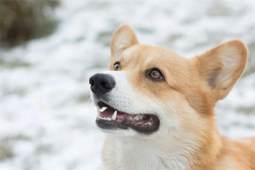 Grands chiens : 5 conseils essentiels pour leur santé à chaque âge