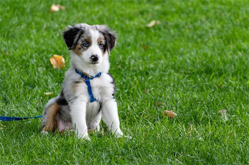 Fréquence des visites vétérinaires pour votre chien : le guide complet