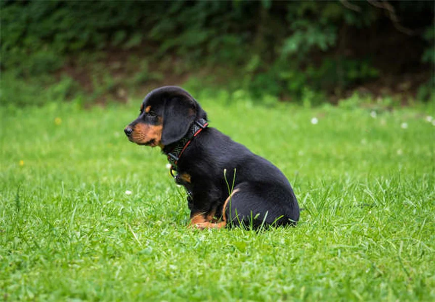 5 astuces pour renforcer les os de votre chien naturellement