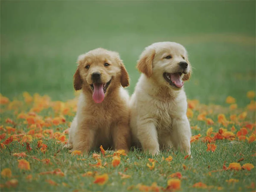 Animaux de compagnie pour seniors : 5 bienfaits prouvés pour la santé