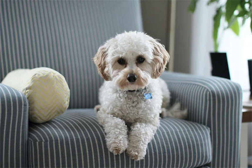 Animaux de compagnie pour seniors : 5 bienfaits prouvés pour la santé