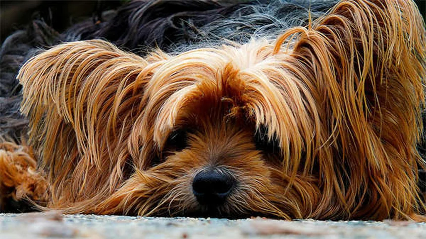 Comment faire grossir son chien : 5 solutions efficaces
