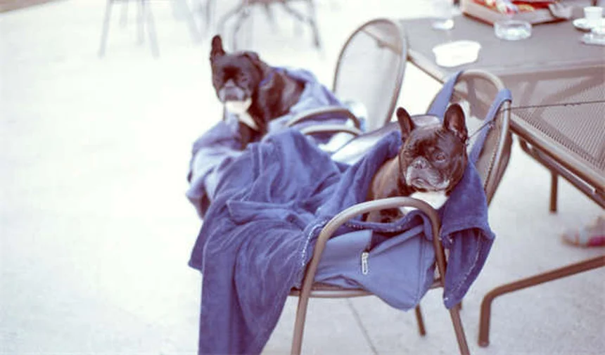 Piscine et chiens : 5 conseils sécurité pour un été serein