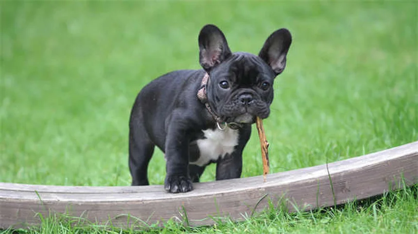 Piscine et chiens : 5 conseils sécurité pour un été serein