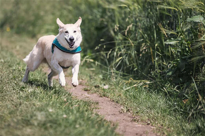 Piscine et chiens : 5 conseils sécurité pour un été serein