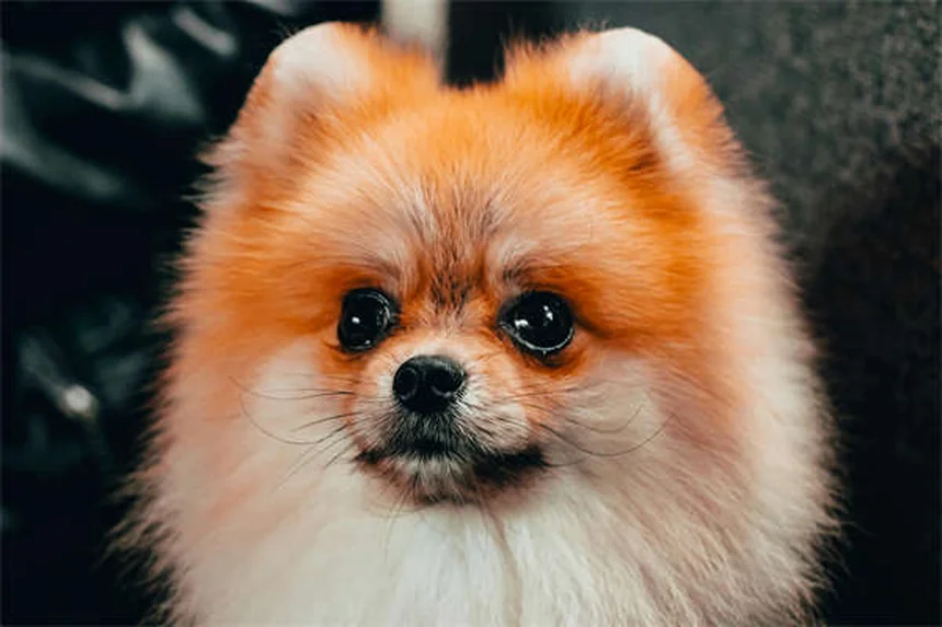 Vacciner son chien ou chat soi-même : pourquoi c'est une mauvaise idée ?