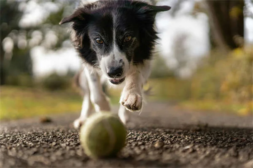 Comment sauver un chien errant ? 5 étapes cruciales