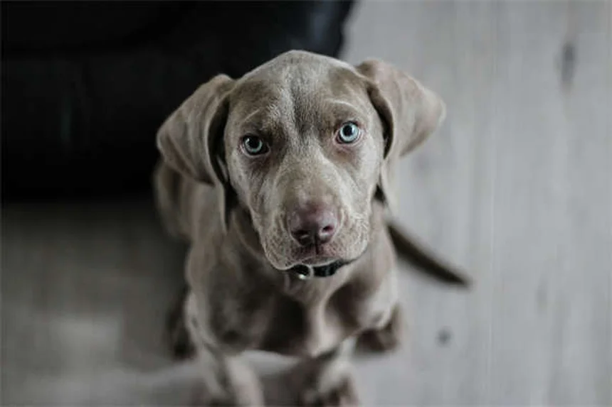Comment sauver un chien errant ? 5 étapes cruciales