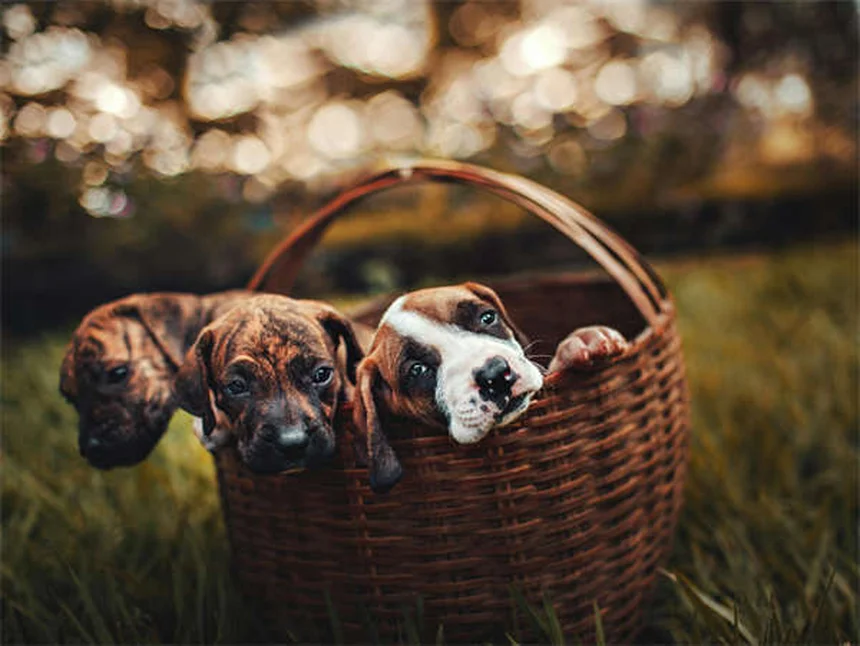 Comment sauver un chien errant ? 5 étapes cruciales