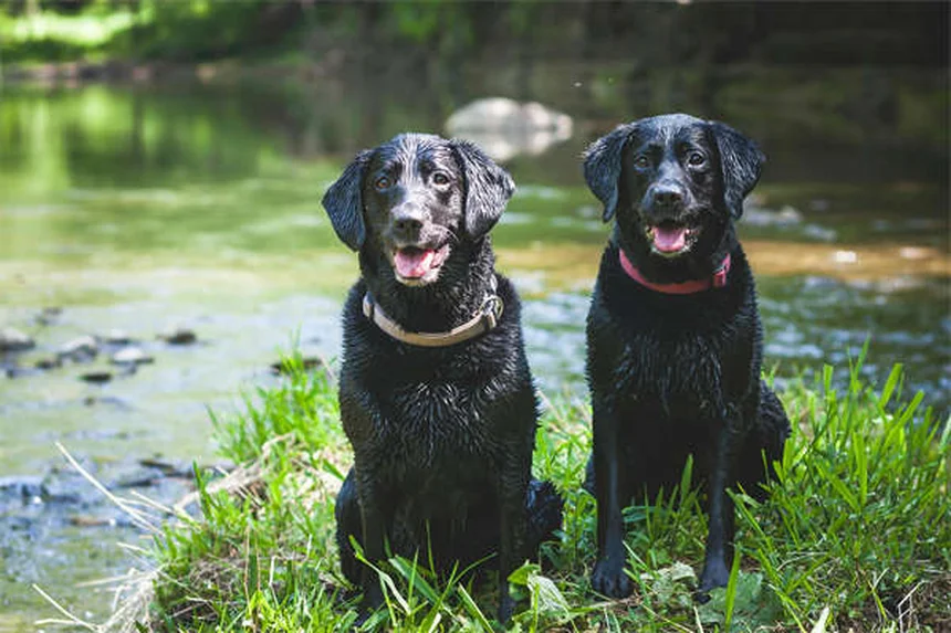 Assurance dentaire pour animaux : guide complet pour protéger votre compagnon