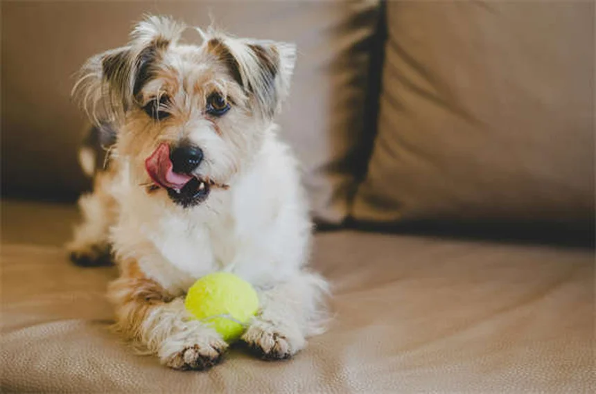 Assurance dentaire pour animaux : guide complet pour protéger votre compagnon