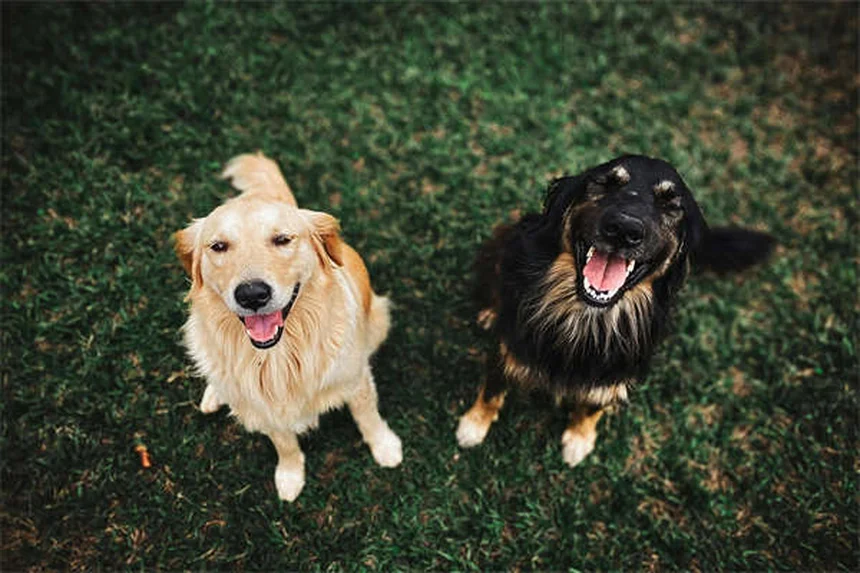 Advantage® pour chiens et chats : le guide complet pour protéger votre animal