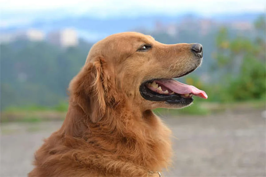 Advantage® pour chiens et chats : le guide complet pour protéger votre animal