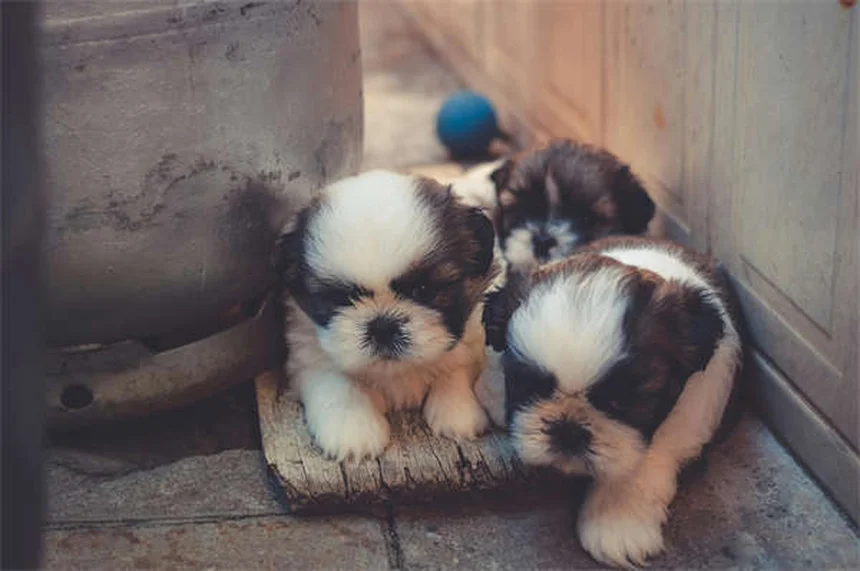 Comment aider un chien qui n'aime pas les enfants ? Nos solutions efficaces