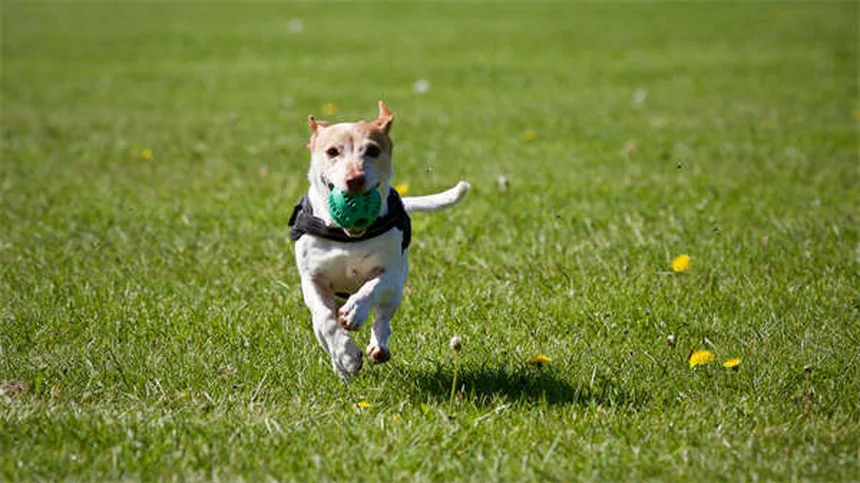 Mon chien se gratte sans cesse : 5 solutions efficaces contre les allergies