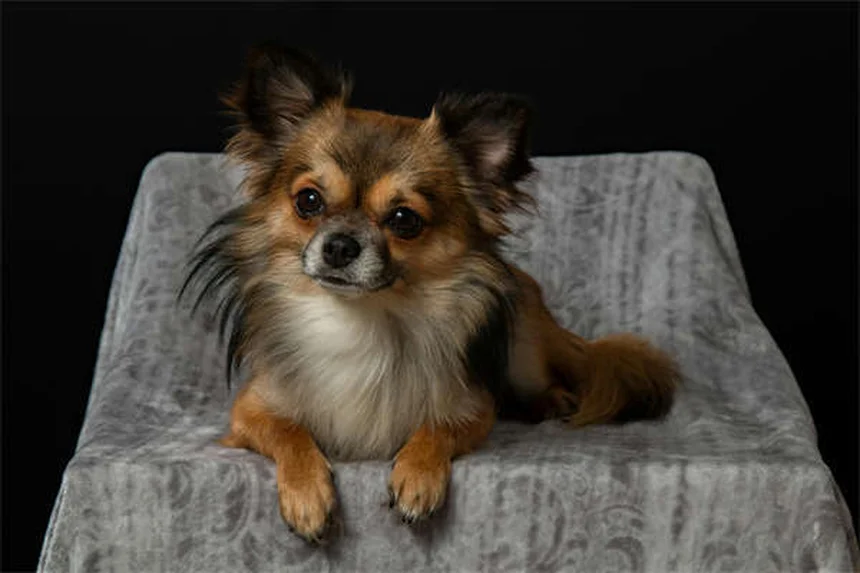 Mon chien se gratte sans cesse : 5 solutions efficaces contre les allergies