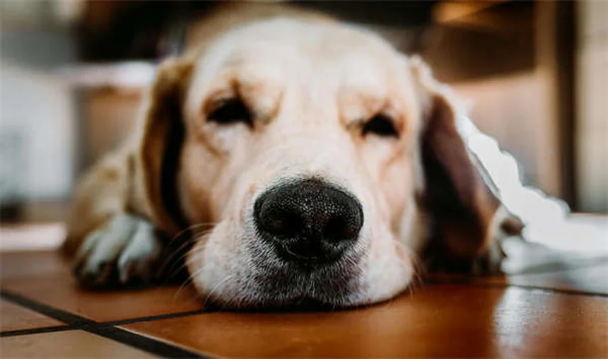 Accessoires pour animaux d'occasion : 5 erreurs à éviter absolument