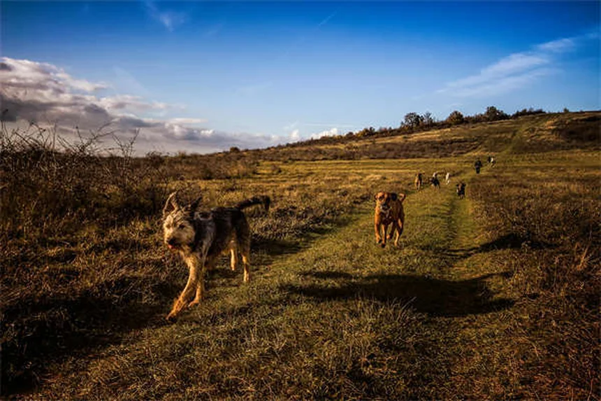 Comment trouver un pet-sitter professionnel pour son chat ou chien ?