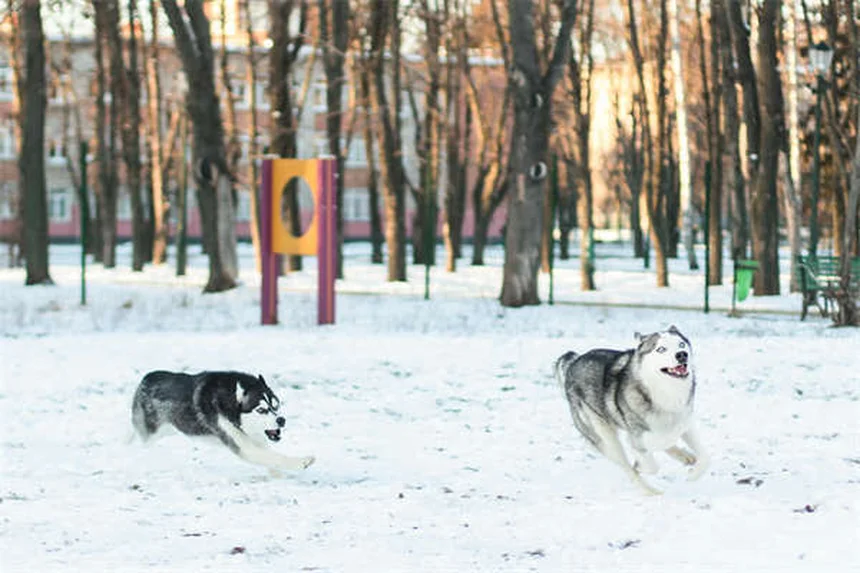 Protéger son chien du sel de déneigement : 5 solutions efficaces