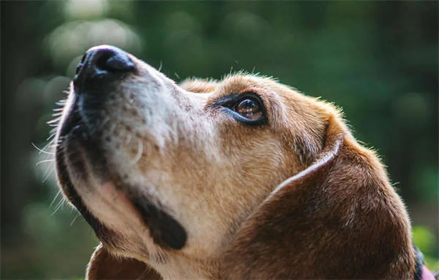 Vaccin DHPP pour chien : tout savoir sur ce vaccin essentiel