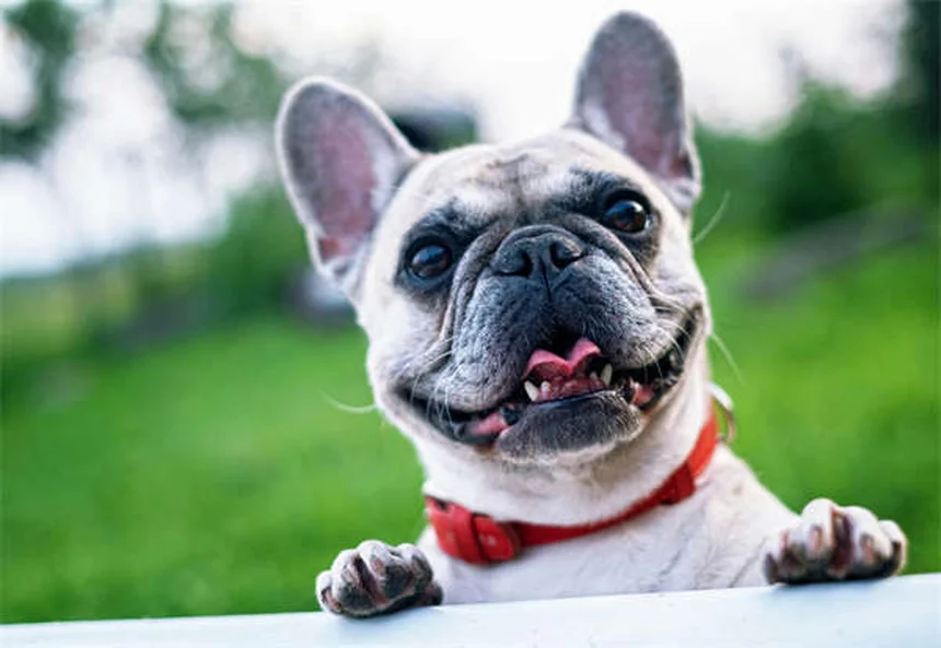 Pourquoi mon furet vomit ? 5 causes et solutions urgentes