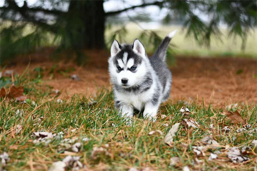 Comment calmer l'anxiété de votre chien en voiture : 5 astuces efficaces