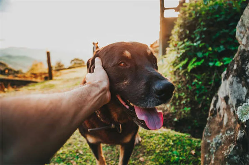 Comment calmer l'anxiété de votre chien en voiture : 5 astuces efficaces