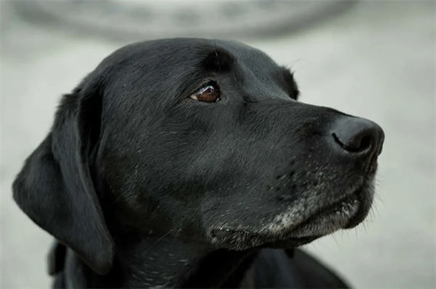 Benadryl pour chien : 5 vérités sur son usage contre l'anxiété