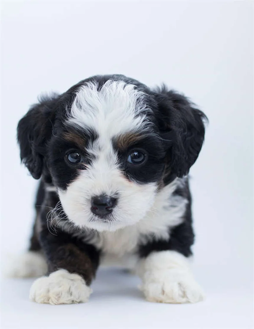 Pourquoi les chiens montent-ils ? 6 raisons expliquées simplement