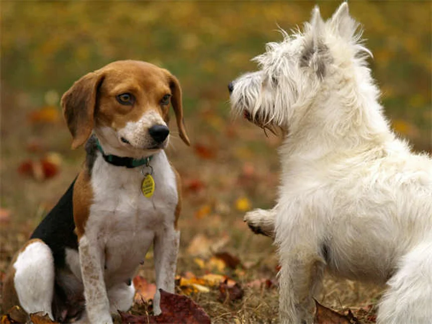 Soins vétérinaires pour chiens âgés : 5 solutions pour réduire les coûts
