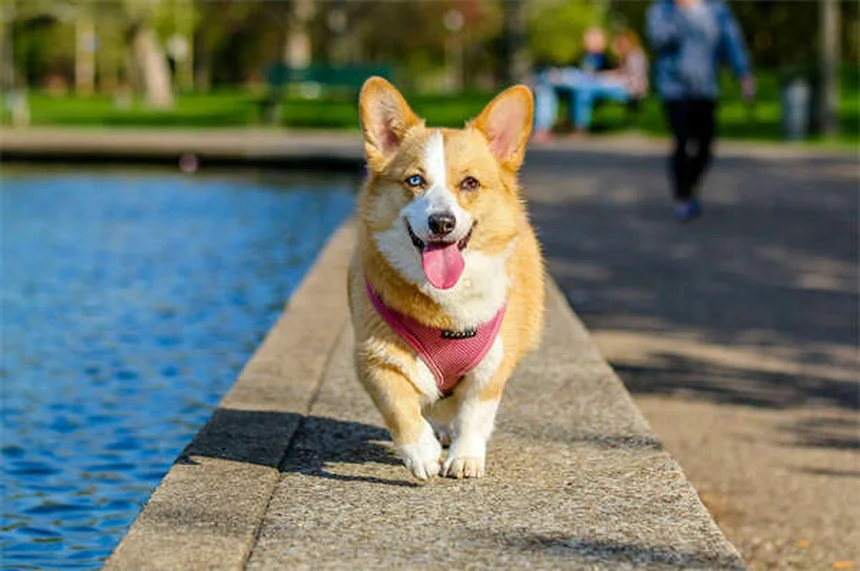 Soins vétérinaires pour chiens âgés : 5 solutions pour réduire les coûts