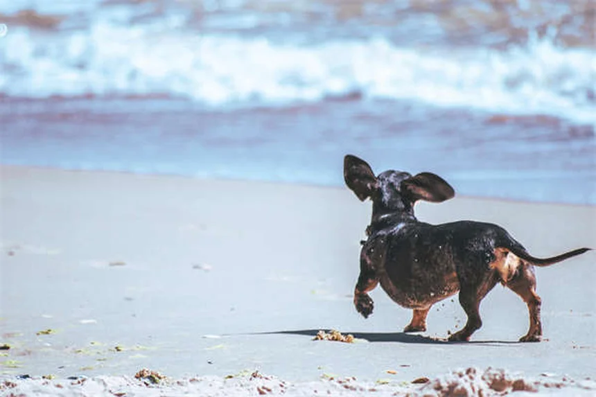 5 remèdes naturels efficaces contre la douleur chez le chien