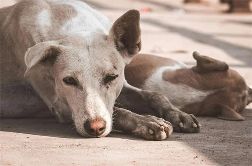 5 remèdes naturels efficaces contre la douleur chez le chien