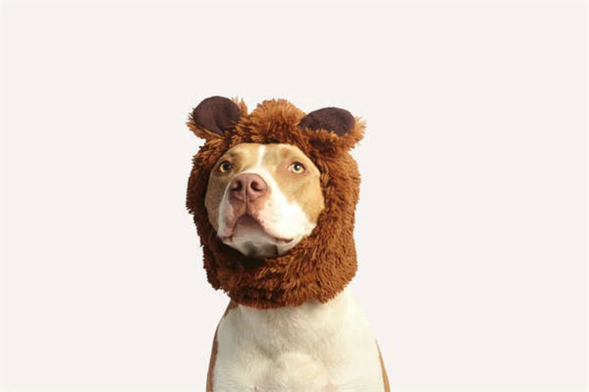 Compléments pour chiens : quand et comment les utiliser ?