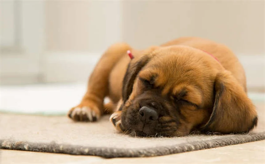 Comment protéger votre chien des puces ? 7 conseils efficaces