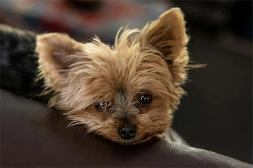 Tétracycline pour chiens : ce qu'il faut savoir sur cet antibiotique