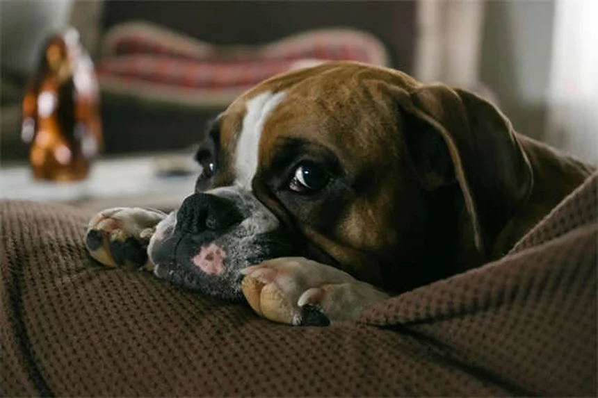 Préparer la mise bas de sa chienne : guide complet pour accueillir ses chiots