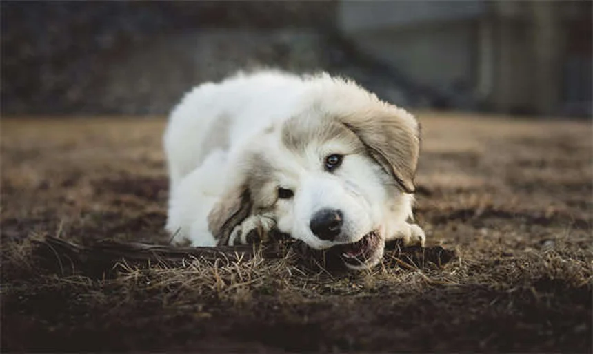 Mon chien vomit : que lui donner à manger après ?