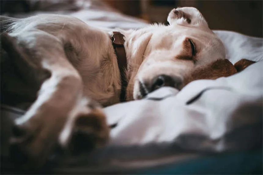 Mon chien se gratte sans cesse : 5 solutions efficaces contre les allergies