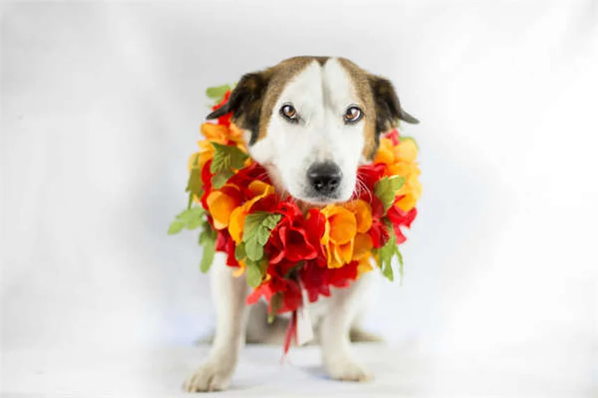 Plantes de Noël toxiques pour chats : 5 dangers à connaître absolument !