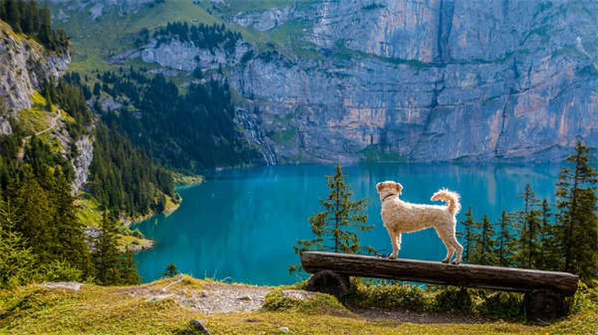 5 remèdes naturels efficaces contre les allergies de votre chien