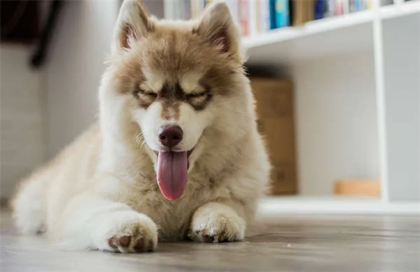 5 remèdes naturels efficaces contre les allergies de votre chien